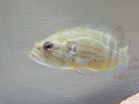オヤニラミなんですが 60cm水槽でポリプテルスとオヤニラミで飼育を始め Yahoo 知恵袋