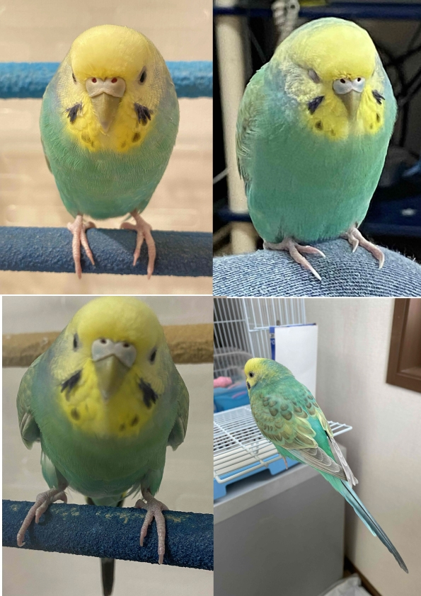 アキクサインコのオスの仕草わかる人教えてほしいです 質問対象の子の羽色はルチノ Yahoo 知恵袋