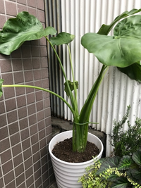 クワズイモの芋の部分を大きくしたいんですが方法とかありますか また芋の部 Yahoo 知恵袋