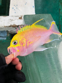 あぶらヒレのある魚を解るだけ教えてください ネオンテトラやピラニア Yahoo 知恵袋
