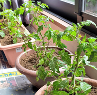 冬のミニトマトの屋内での育て方を教えてください 夏に庭に植えて Yahoo 知恵袋