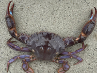 大きめのカニが釣れました これはワタリガニですか 食べられるの Yahoo 知恵袋