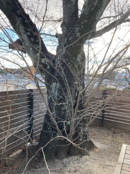 庭に植えた桜ですが、幹が細くなかなか大きくなりません。横から出