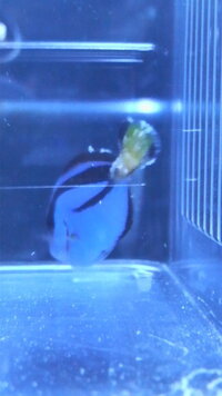 ナンヨウハギの尻尾付近にできものができました グリーンfゴールドで薬浴し Yahoo 知恵袋