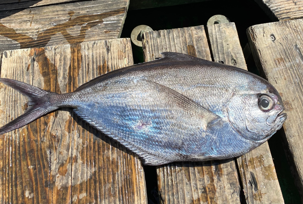 この魚の名前知ってる方いたら教えてください シマガツオで Yahoo 知恵袋