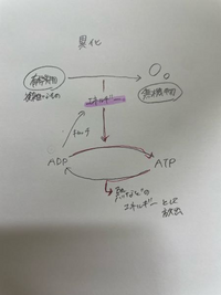 生物基礎です 紫のマーカーで引いたエネルギーというのはどうかに Yahoo 知恵袋