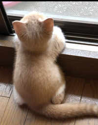 おはようございます皆さんは猫と新垣結衣さんどちらに魅力を感じますか Yahoo 知恵袋