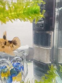 熱帯魚の飼育数について質問です 3週間前に45センチスリム水槽 水 Yahoo 知恵袋