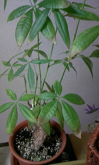 観葉植物のパキラの葉の変色についての質問です 自宅で育てている観葉植物のパキラ Yahoo 知恵袋