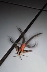 これなんていう虫ですか クロスジヒトリですね 確かそれは Yahoo 知恵袋