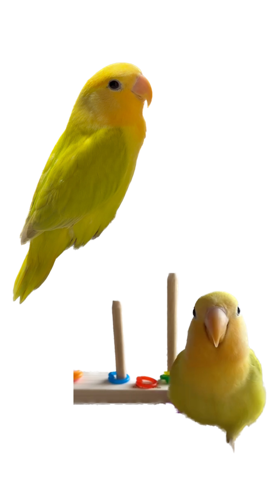 すずめって戸締まりするのか W 鳥のすずめも巣をのぞいたら Yahoo 知恵袋