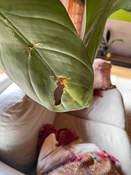 屋内で育成中の観葉植物の葉っぱがいつの間にか穴が開きます。写真以外