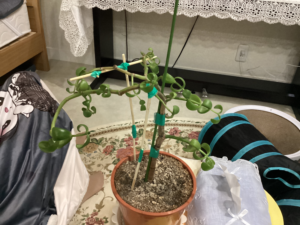 金のなる木を6年ほど育てていますが、枝がふにゃふにゃと伸びて丈夫な