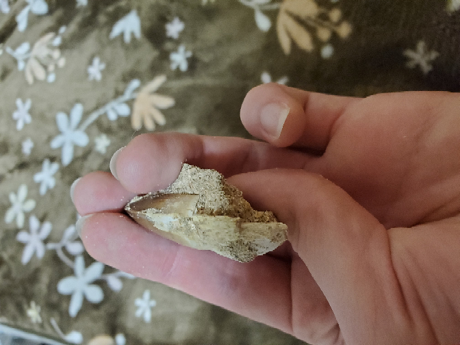 モササウルスの顎の化石についている歯に違和感を感じたので取り除いてみたと Yahoo 知恵袋