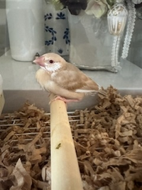 シナモン文鳥を購入しましたが、 - 普通シナモン文鳥の雛のほっぺの部分は... - Yahoo!知恵袋