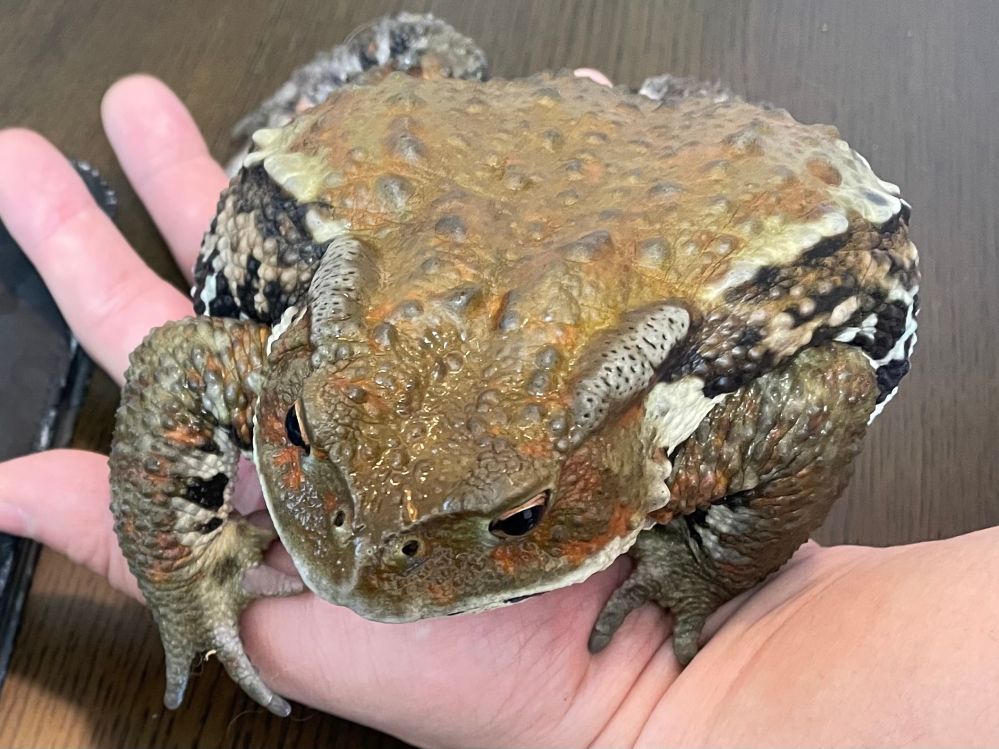 このヒキガエルの種類は何でしょうか？わかる方教えて下さい！ 静... - 教えて！しごとの先生｜Yahoo!しごとカタログ