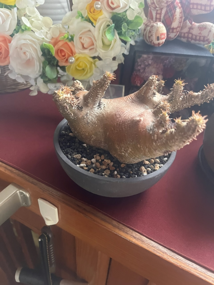 パキポディウムグラキリス、マカイエンセについて質問です。冬も終わり