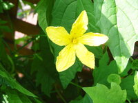 ゴーヤの花の中に虫がいます 何と言う虫でしょうか ゴーヤの花を良く見 Yahoo 知恵袋
