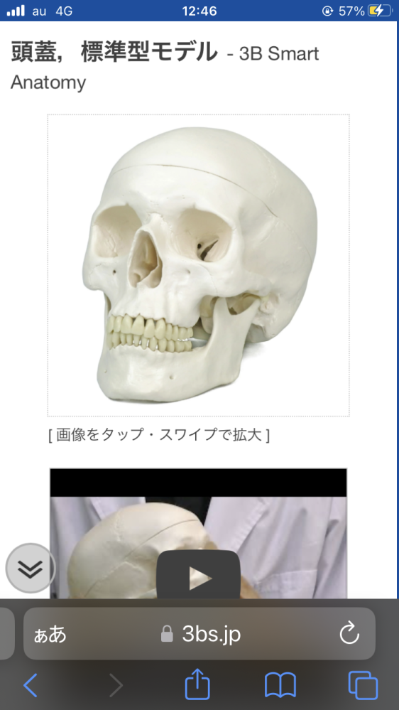 歯学部生です。大学から、頭蓋骨模型のQS7E/Bという型番を購 