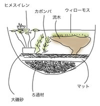 ミナミヌマエビが全滅してしまいました ビオトープ立ち上げから1ヶ Yahoo 知恵袋