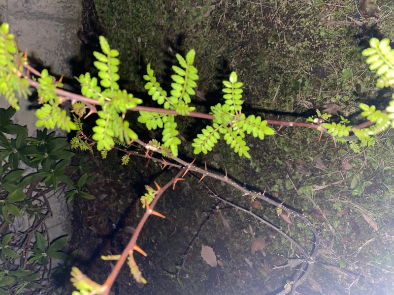 山椒についてです。 - 去年の秋頃、山で自生する山椒の木を根っこを