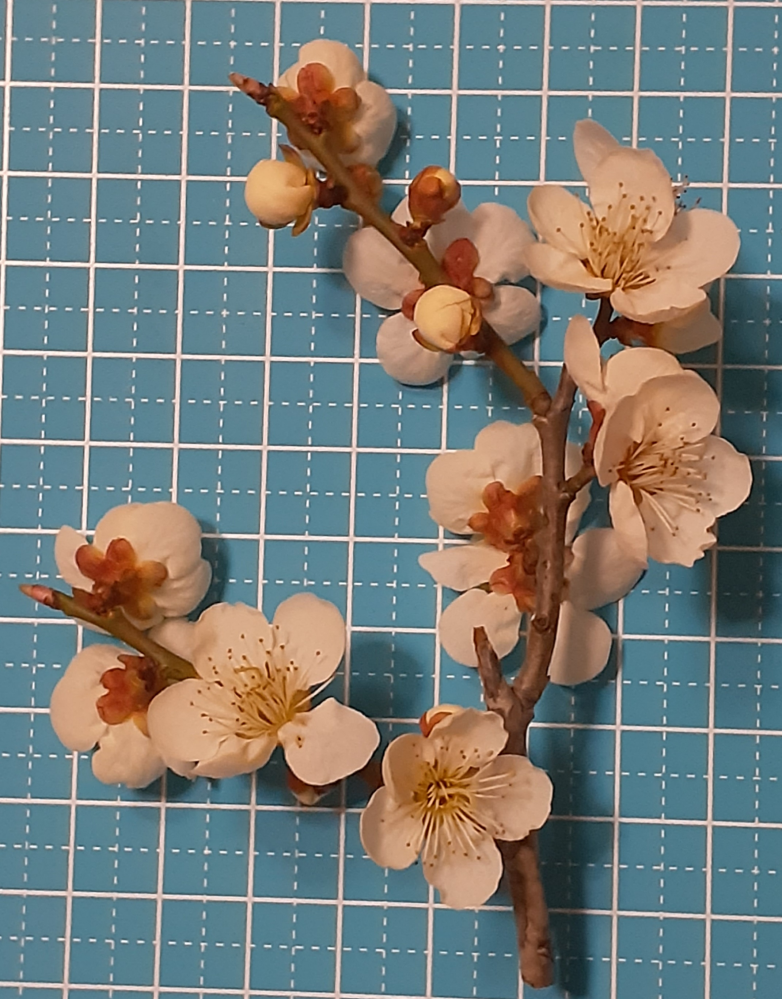 教えて下さい。これは梅の花でしょうか？それとも、杏の花でしょうか