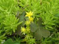 この花の名前を教えて下さい スギゴケのような葉の先端に小さい黄色い花をつ Yahoo 知恵袋