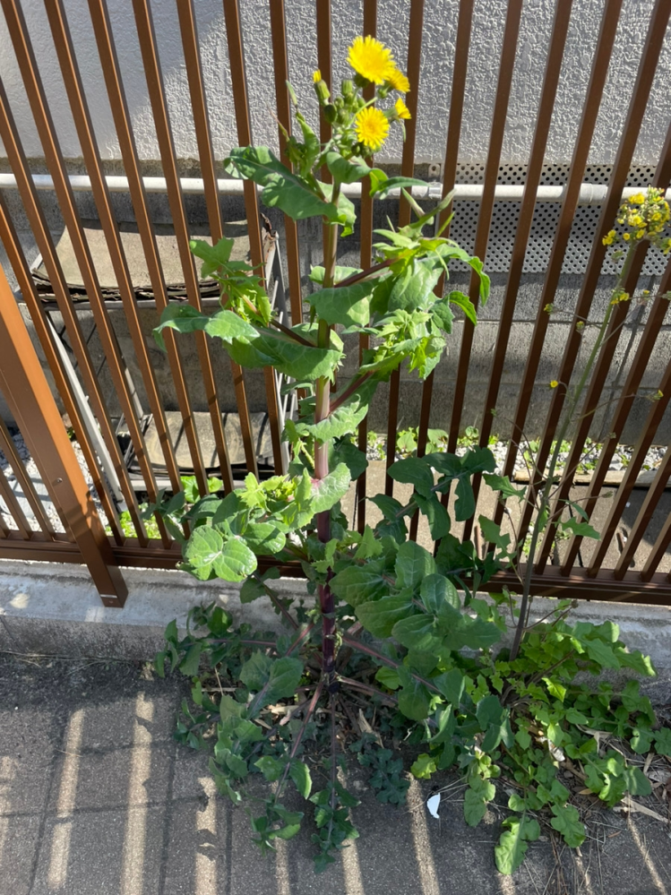 大きなタンポポのような植物が生えているのですが、これは何なので