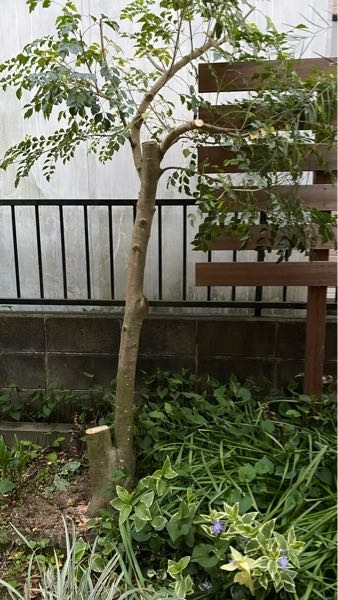 シマトネリコとの付き合い方を教えてください。庭に植えて10年になる 