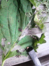 大葉についてた虫ですけど 助けてください ４年前から家の庭で大葉を Yahoo 知恵袋