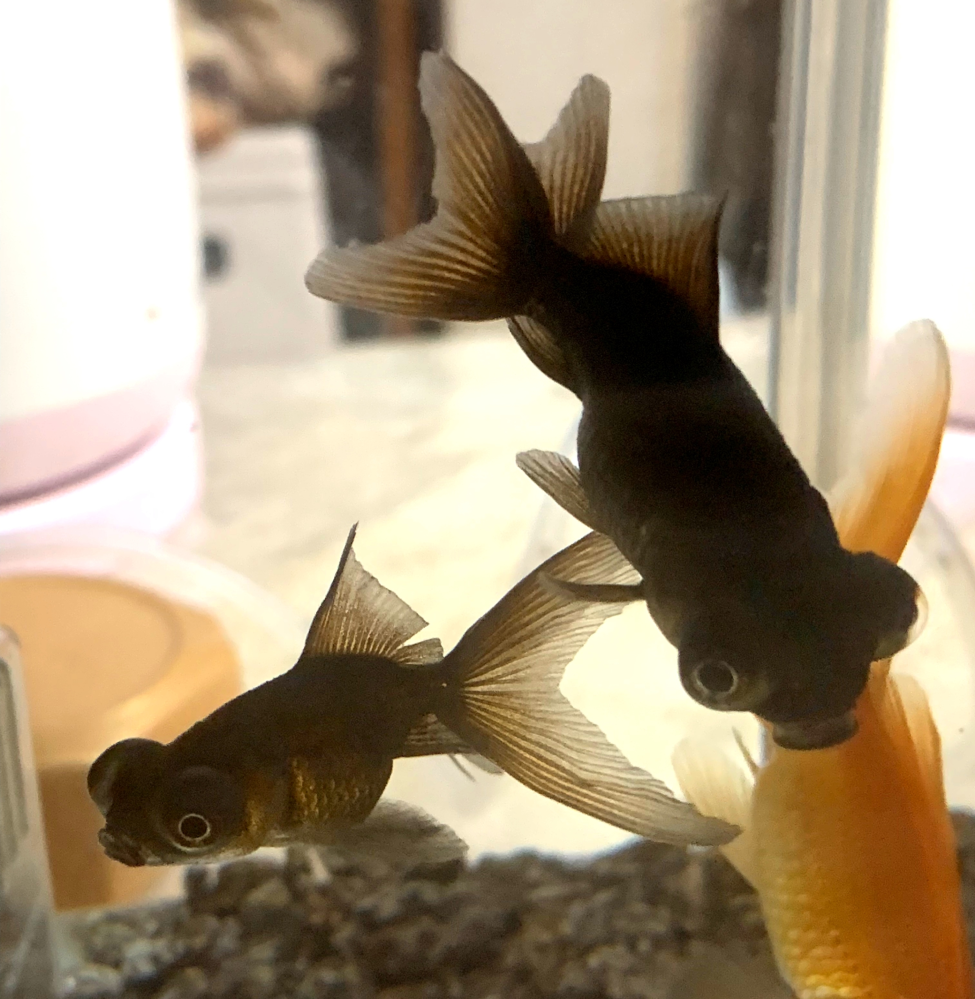 上物！ コメット 親 全長29センチ 金魚