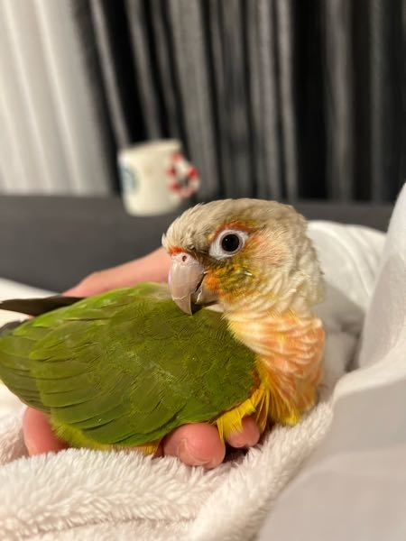 すてぱん様オーダーページ 猫 ウロコインコ（大好きん 小鳥用