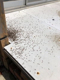 家に発生した大量の死骸のアリ？なのですが、これはなんだかわかる方いらっしゃいます... - 教えて！住まいの先生 - Yahoo!不動産