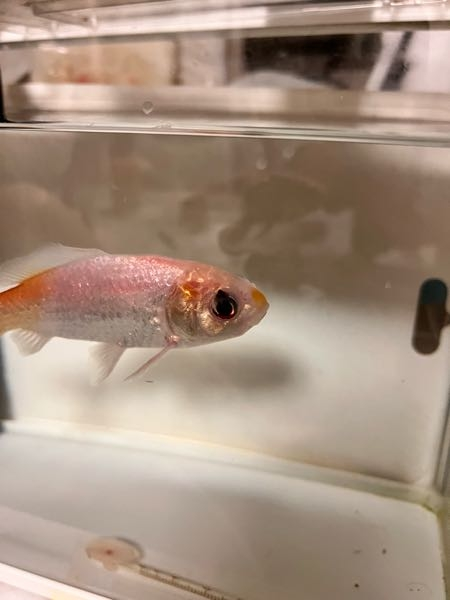 水関係 水圧不足 メダカ、金魚などに