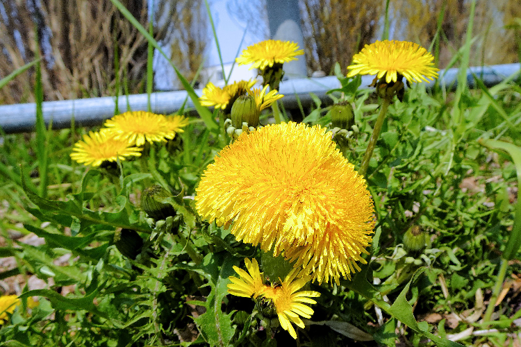 大きなタンポポのような植物が生えているのですが、これは何なので