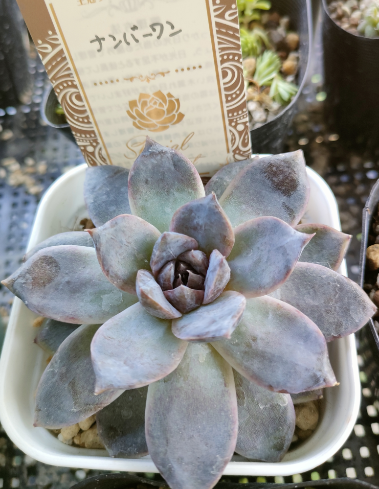 ホームセンターで購入したこの多肉植物は、ナンバーワンという名前で