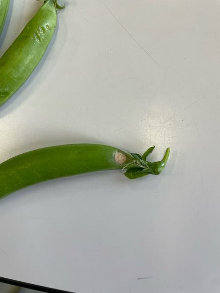 スナップエンドウについてですか、なぜこのような傷？跡ができたの