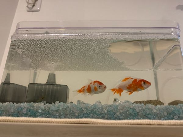 金魚の水槽の泡についてGEXのロカボーイを昨日から使用しており