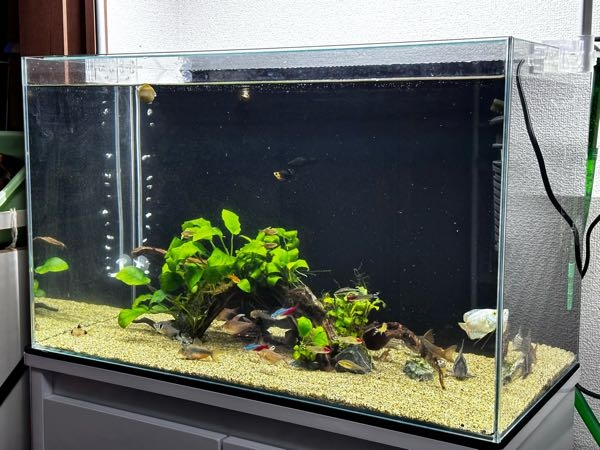 我が家の水槽が過密かの判断について。・まずはスペックになります。幅 