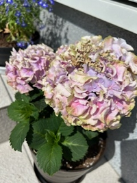 山上るい「枯れていく花」 - メルカリ