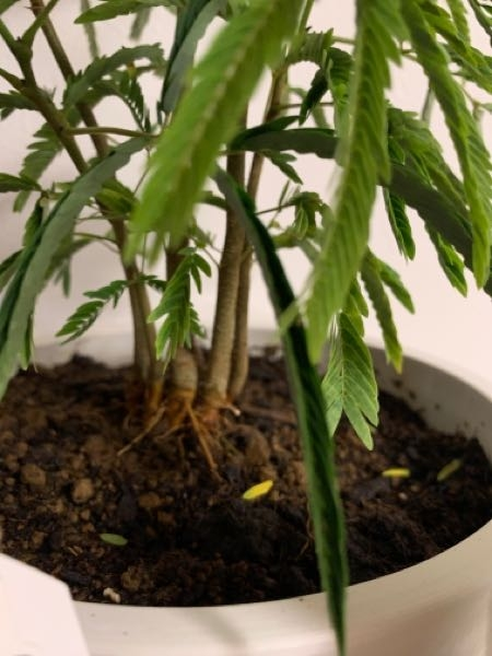 ホームセンターで購入した、エバーフレッシュという観葉植物なのですが