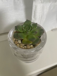 人から貰って初めて多肉植物を育てはじめた者です。オリビアという種類