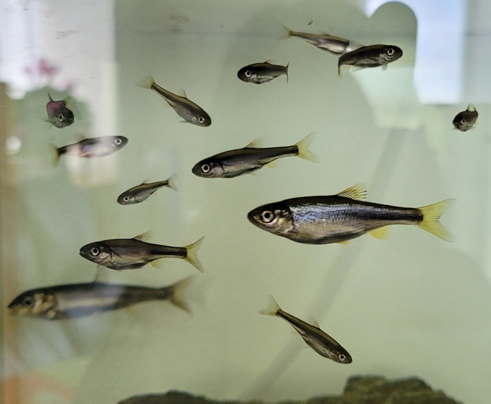 投げ釣りの天秤についてブラ天秤ってなんでしょうか？オモリが天秤に固定されていな... - Yahoo!知恵袋