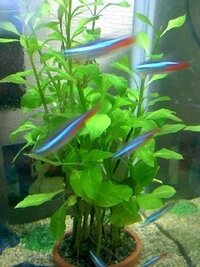 水草マツモのトリミングですが 頭を残して植え替えるのと半分ほど切って Yahoo 知恵袋