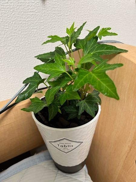 この観葉植物の名前はなんですか？