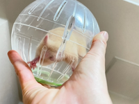 キンクマハムスターを飼ってる方。
今は生後半年くらいの男の子です。
先日からお尻の所に人間で言うイボ痔のようなのがあり。出てる時と出ていない時があります。 一応気になっていたので3日前に病院に行ったら特に大丈夫だねーと言われて終わり。
みなさんの質問で副睾丸というのが見かけるんですが、それでしょうか？
腫瘍だったら引っ込んだりしないですよね？
とりあえず出血はなし。