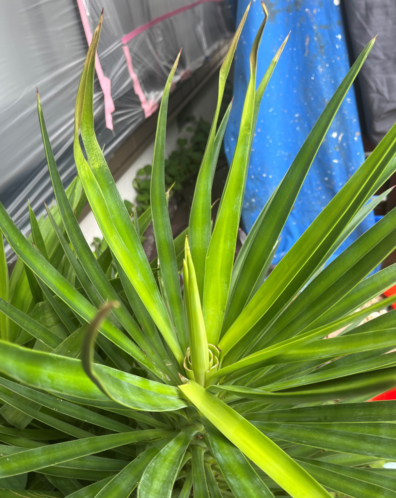 ユッカ・アロイフォリアについて地植えしているユッカの様子がおか