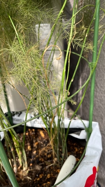 5月に2年目のアスパラガスの根株を植えました。これからの経過としては