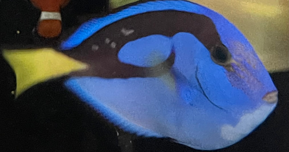値下げ！】海水魚 ナンヨウハギ 約13〜4センチ