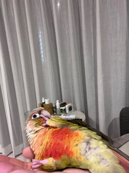 すてぱん様オーダーページ 猫 ウロコインコ Birdy Hani (バーディーハニ) | ウロコインコちゃん巣上げしま